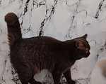 Кошки в Москве: Британский кот окрас шоколад носитель циннамона Мальчик, 40 000 руб. - фото 5