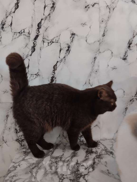 Кошки в Москве: Британский кот окрас шоколад носитель циннамона Мальчик, 40 000 руб. - фото 5