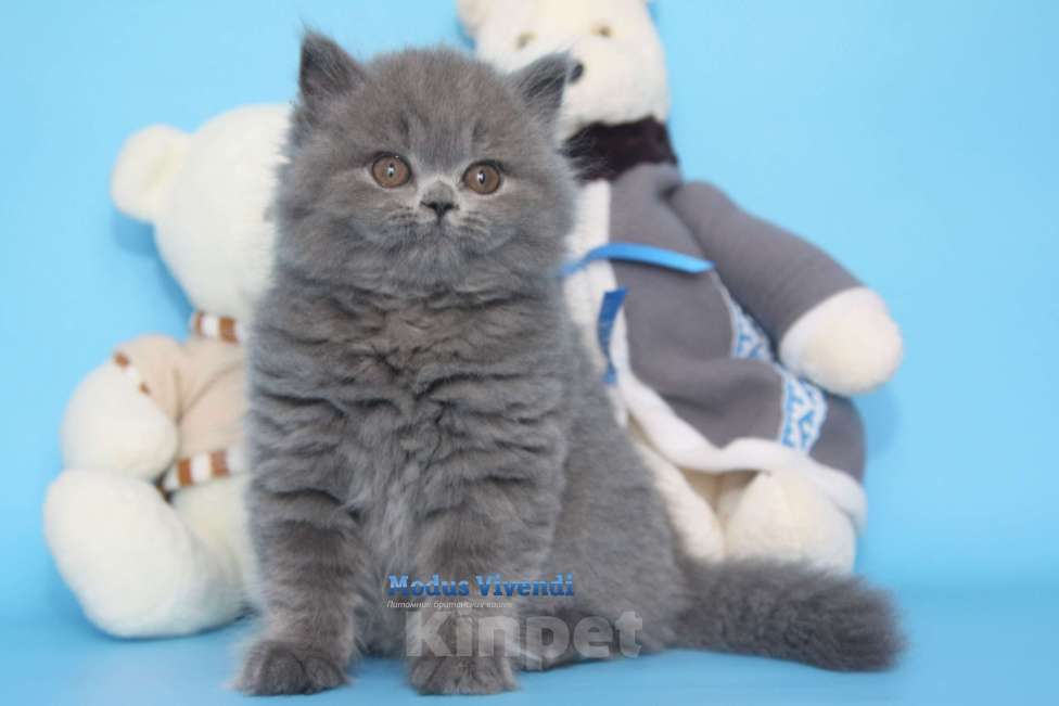 Кошки в Москве: Нежнейшая британочка Девочка, 30 000 руб. - фото 4