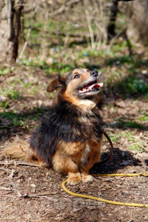 Собаки в других городах Московской области: Я Крош! ))) Мальчик, Бесплатно - фото 10