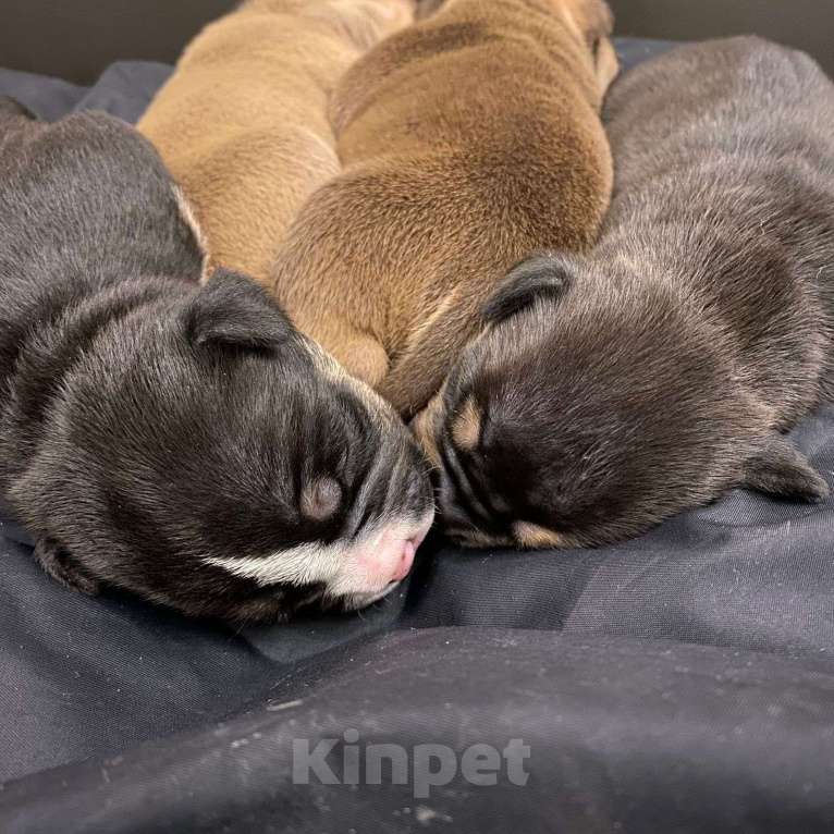 Собаки в Долгопрудном: Американские булли покет Мальчик, 100 000 руб. - фото 4