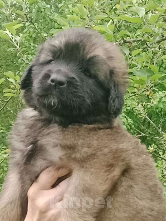 Собаки в Александрове: Щенок Леонбергер Мальчик, 100 000 руб. - фото 3