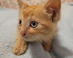 Кошки в Балашихе: Кошечка полностью рыженькая Девочка, 1 руб. - фото 5