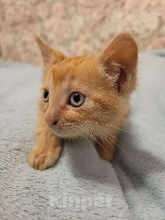 Кошки в Балашихе: Кошечка полностью рыженькая Девочка, 1 руб. - фото 5