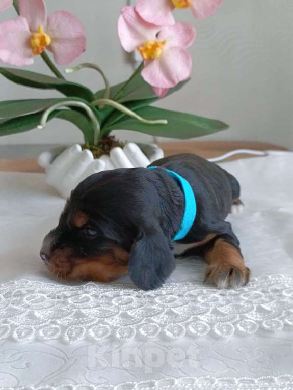 Собаки в Москве: Русский охотничий спаниель мальчик Мальчик, 50 000 руб. - фото 5