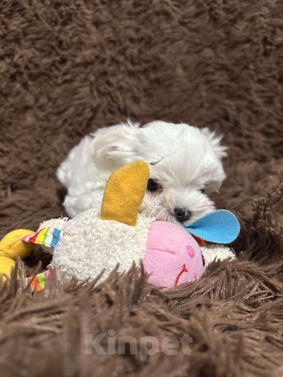 Собаки в Самаре: Жерсайд  Мальчик, 80 000 руб. - фото 3