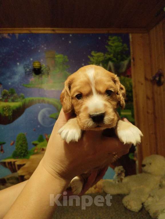 Собаки в Нижнем Новгороде: Девочка английский кокер спаниель Девочка, 35 руб. - фото 3