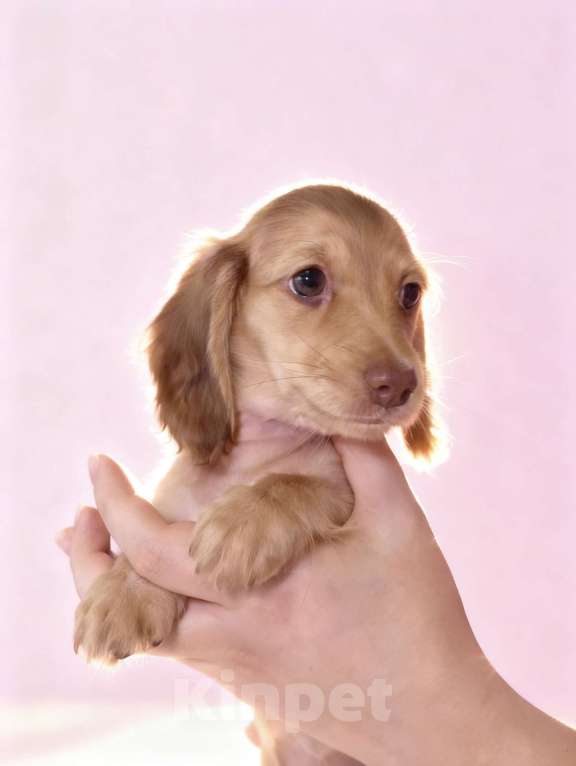 Собаки в Москве: Щенки длинношерстной мини таксы Девочка, 150 000 руб. - фото 3