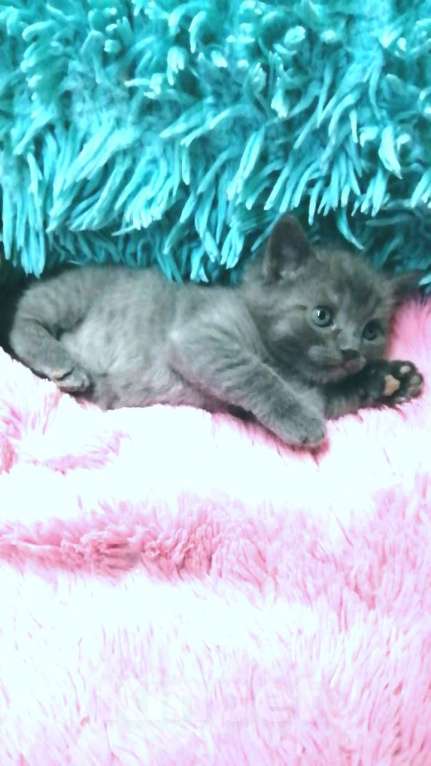 Кошки в Москве: Шотландские котята  Девочка, 8 000 руб. - фото 9