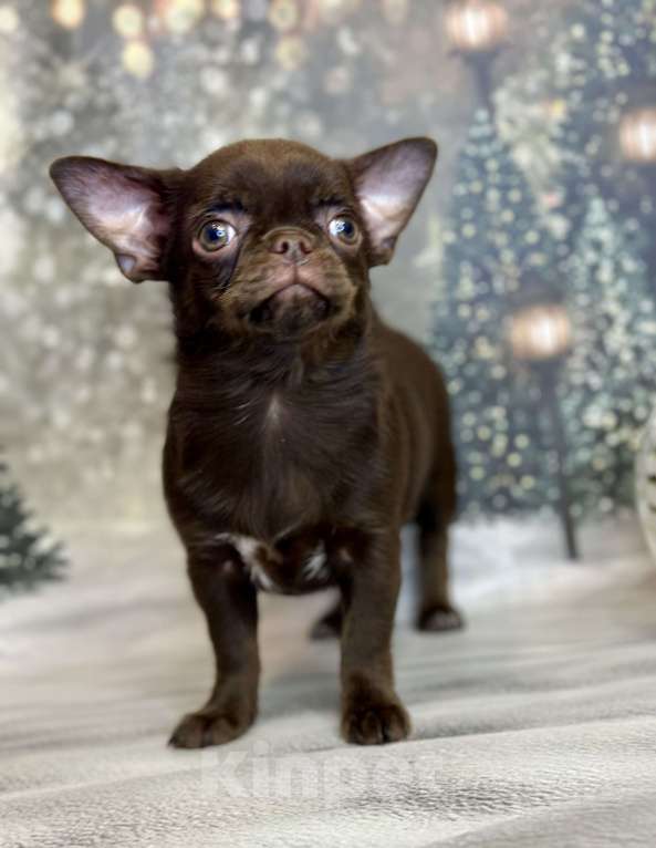 Собаки в Москве: Роскошная малышка чихуахуа Девочка, 80 000 руб. - фото 4