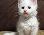 Кошки в Москве: Белый мальчик полидакт жёлтые глаза Мальчик, 40 000 руб. - фото 1