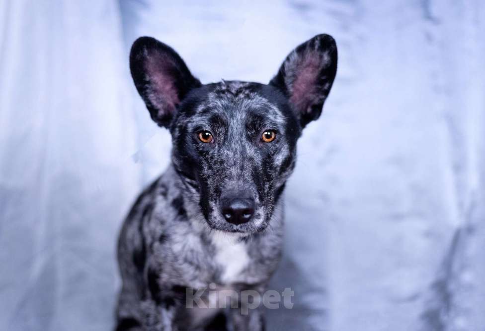 Собаки в других городах Московской области: Скай мальчик Мальчик, Бесплатно - фото 5