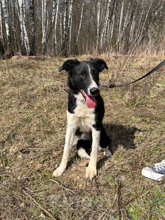 Собаки в Москве: Ну что сделать, чтобы ее наконец заметили Девочка, Бесплатно - фото 2