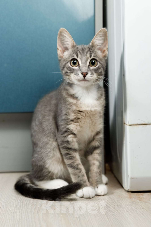 Кошки в Москве: Очень ласковый котёнок в добрые руки  Мальчик, Бесплатно - фото 5