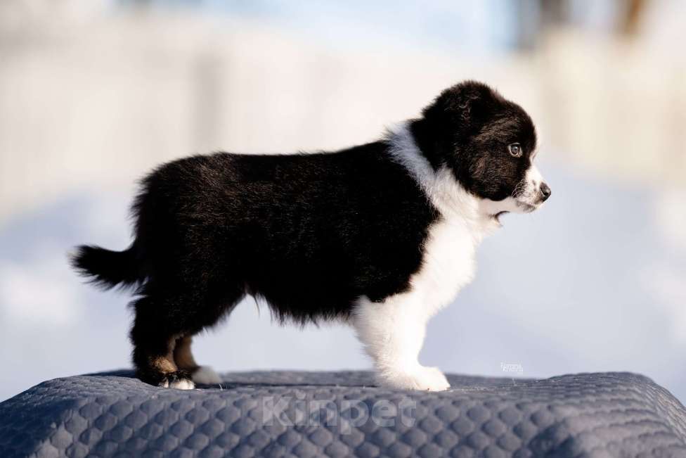 Собаки в других городах Московской области: Щенки миниаусси Мальчик, 60 000 руб. - фото 5