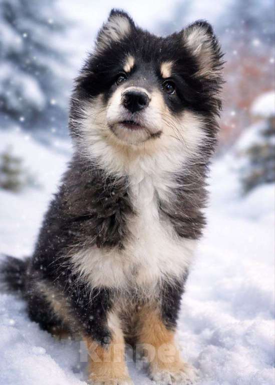 Собаки в Лосином-Петровском: Шайни якутенок Девочка, Бесплатно - фото 1