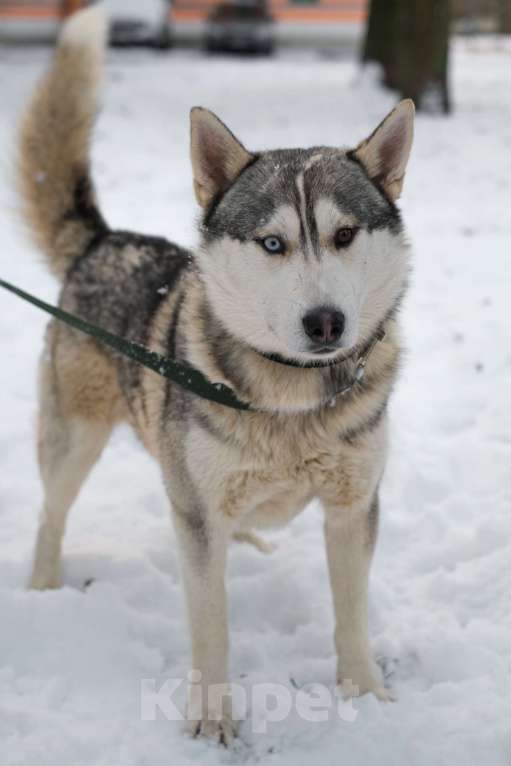 Собаки в Санкт-Петербурге: Красавец хаски Форест из приюта Мальчик, Бесплатно - фото 5
