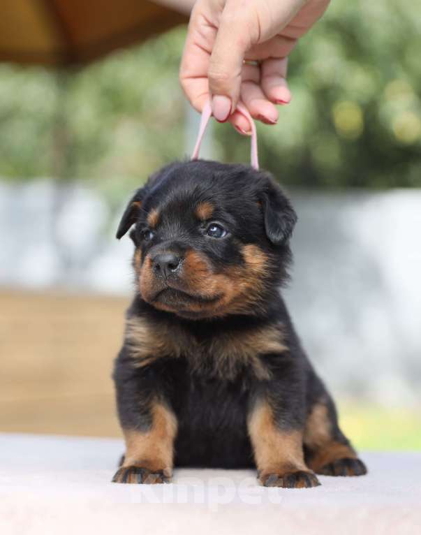 Собаки в Рязани: Щенки ротвейлера  Девочка, 50 000 руб. - фото 2