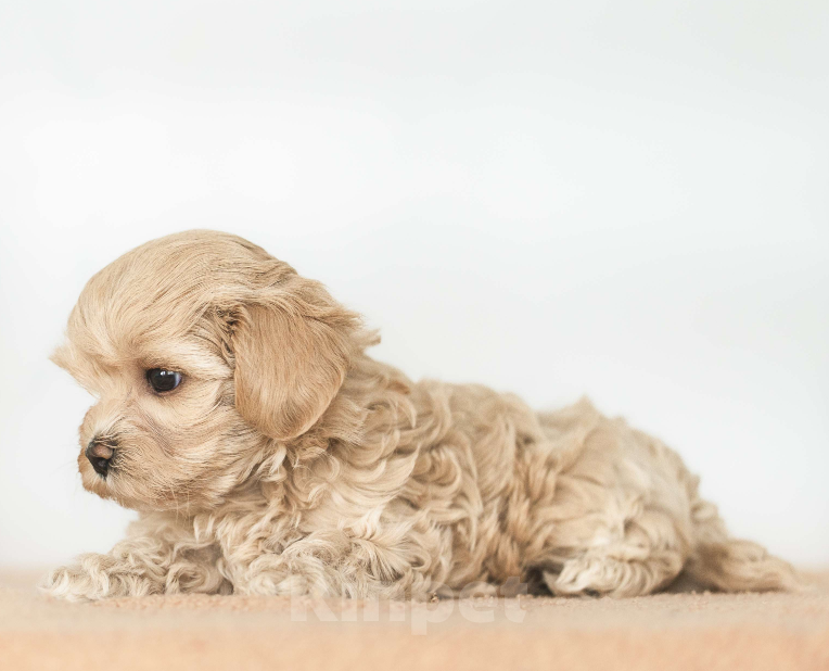 Собаки в Санкт-Петербурге: Асти Мальтипу ф1 Девочка  Девочка, 180 000 руб. - фото 2