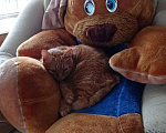 Кошки в Похвистнево: Потерялся рыжий кот! ПОХВИСТНЕВО Мальчик, 1 руб. - фото 1