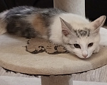 Кошки в Волгограде: Курильский бобтейл котенок Девочка, 35 000 руб. - фото 4