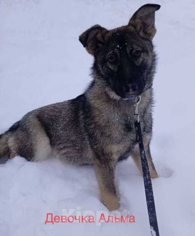 Собаки в Москве: Щенок Альма в добрые руки Девочка, 1 руб. - фото 3
