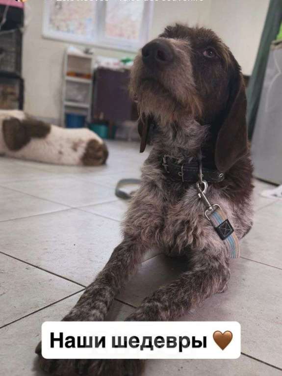 Собаки в Сочи: Дратхаар Дора в добрые руки Девочка, Бесплатно - фото 2