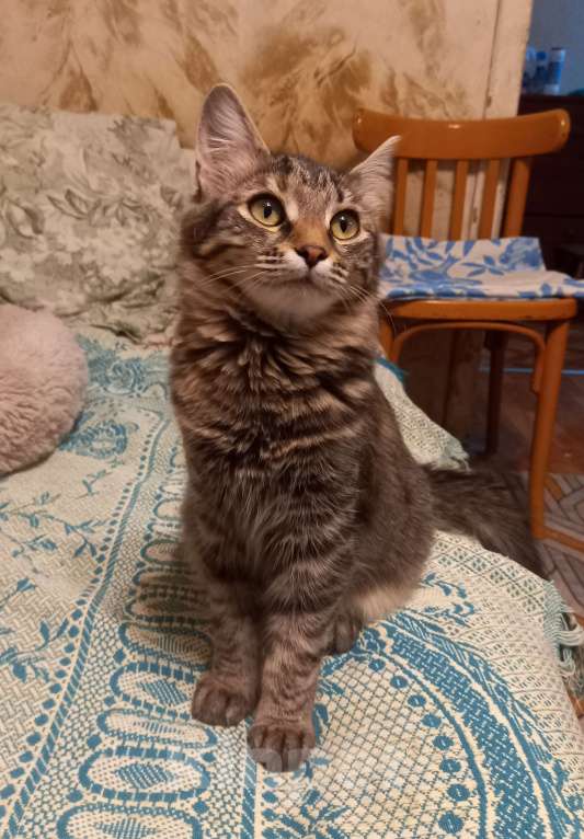 Кошки в Москве: Котёнок Стеша ищет семью Девочка, Бесплатно - фото 4