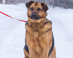 Собаки в Люберцах: Самый добрый и спокойный Бой в поисках самого теплого дома Мальчик, 10 руб. - фото 3