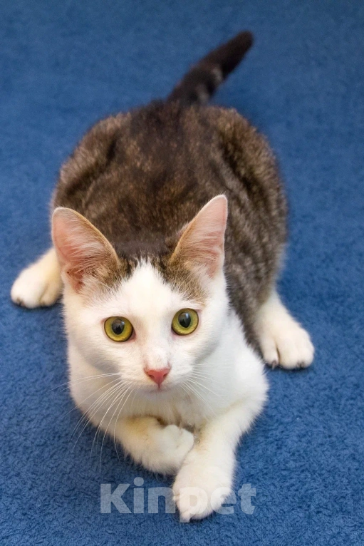 Кошки в Москве: Котенок мальчик в добрые руки Мальчик, 10 руб. - фото 5