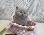 Кошки в Санкт-Петербурге: Британский лиловый мальчик Мальчик, 60 000 руб. - фото 3