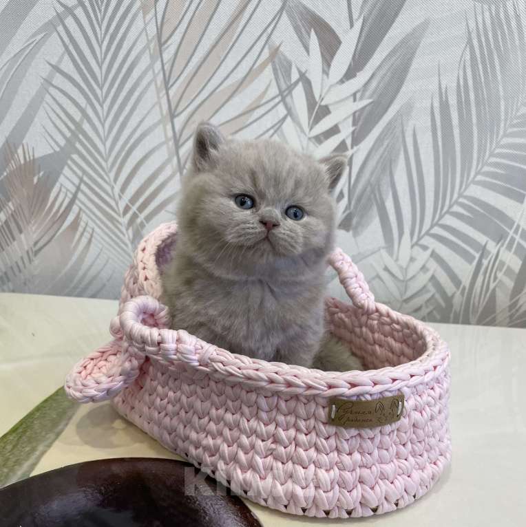 Кошки в Санкт-Петербурге: Британский лиловый мальчик Мальчик, 60 000 руб. - фото 3