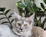 Кошки в Липецке: Мейн-кун Девочка, Бесплатно - фото 2
