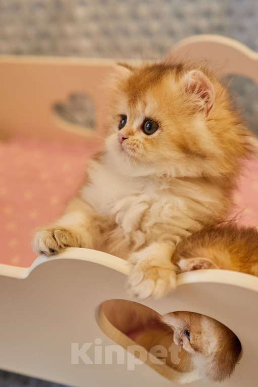 Кошки в Челябинске: Настоящая золотая шиншилла ny12 (ny11) Девочка, 80 000 руб. - фото 4