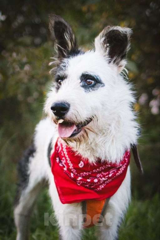 Собаки в Москве: Весельчак Добби в поисках семьи Мальчик, Бесплатно - фото 7