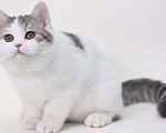 Кошки в Магнитогорске: Продам Шотландских котят 1.5 месяца Мальчик, 5 500 руб. - фото 8