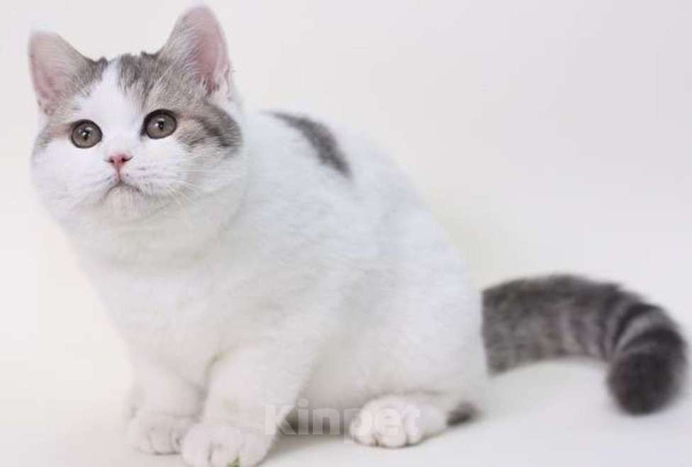 Кошки в Магнитогорске: Продам Шотландских котят 1.5 месяца Мальчик, 5 500 руб. - фото 8