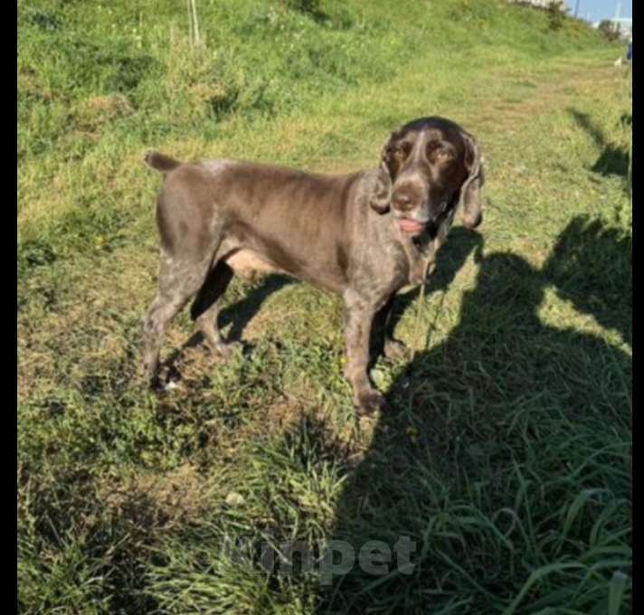 Собаки в Нижнем Новгороде: Русский спаниэль в добрые руки. Мальчик, Бесплатно - фото 2