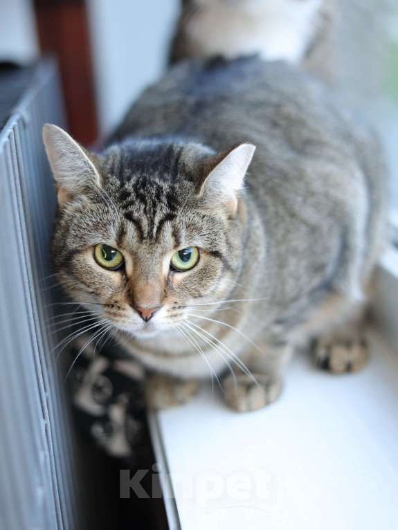 Кошки в Санкт-Петербурге: Кошка в добрые руки Девочка, Бесплатно - фото 2