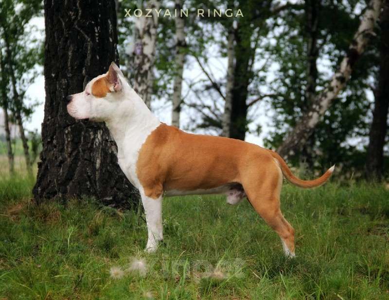 Собаки в Сосновоборске: Вязка породного кобеля Американский Стаффордширский Терьер Мальчик, 50 000 руб. - фото 4