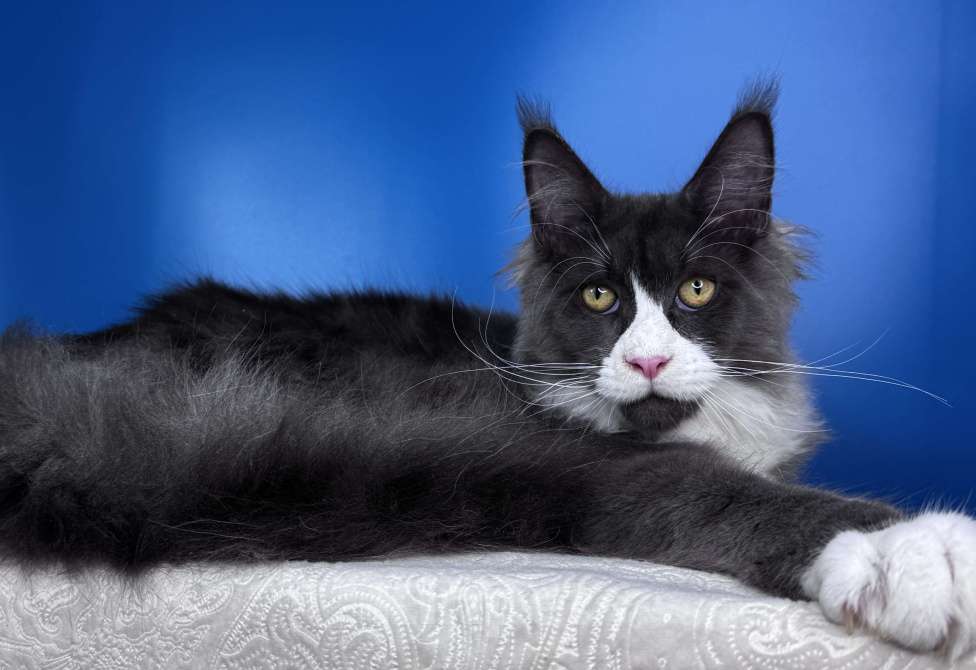 Кошки в Москве: Любвеобильный кот Мейн Кун PABLO Мальчик, 50 000 руб. - фото 5