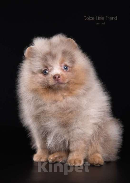 Собаки в Нижнем Новгороде: Мальчик лиловый мрамор с подпалом Мальчик, 70 000 руб. - фото 1