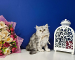 Кошки в Москве: Породистые шотландские котята Девочка, 35 000 руб. - фото 1
