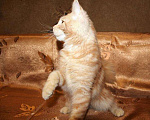 Кошки в Лянторе: Кошечка мейн-кун, MCO ds 22, 25 000 руб. - фото 5