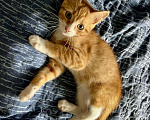 Кошки в Старом Купавне: Котята Мальчик, Бесплатно - фото 6