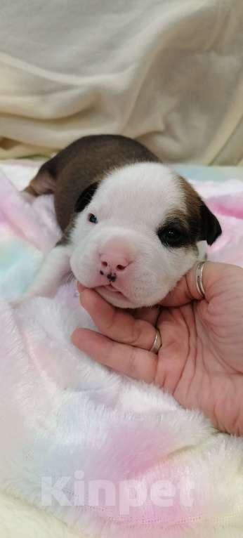 Собаки в Белгороде: Американский стаффордширский терьер щенок Мальчик, 80 000 руб. - фото 3