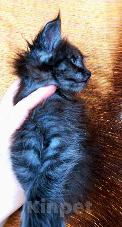 Кошки в Москве: Мейн кун мальчик Мальчик, 45 000 руб. - фото 7