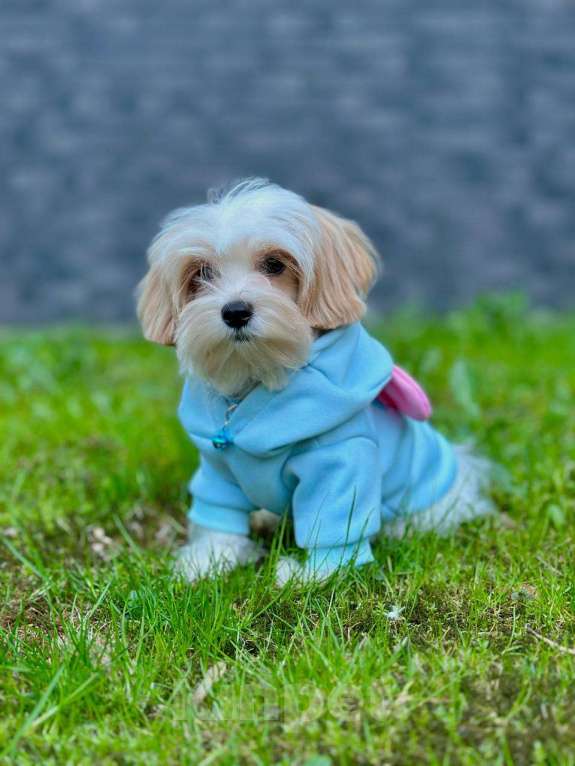 Собаки в Калининграде: Мальчик мальтипу f1 Мальчик, 60 000 руб. - фото 5