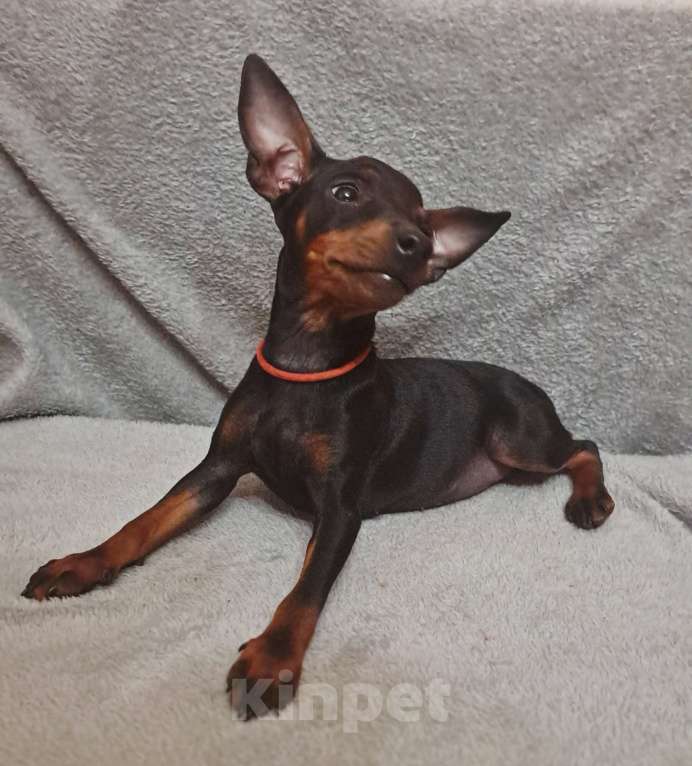 Собаки в Санкт-Петербурге: Щенок цвергпинчер.  Девочка, 45 000 руб. - фото 3