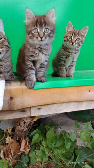 Объявление: Отдадим в добрые руки двух замечательных котят., 1 руб., Иваново